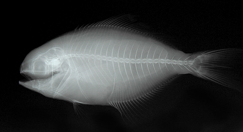 Psenopsis anomala (Temminck & Schlegel, 1844)